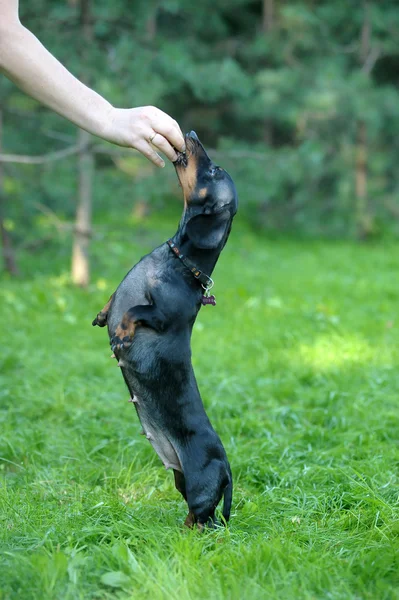 Dachshund dog   jumping — Zdjęcie stockowe